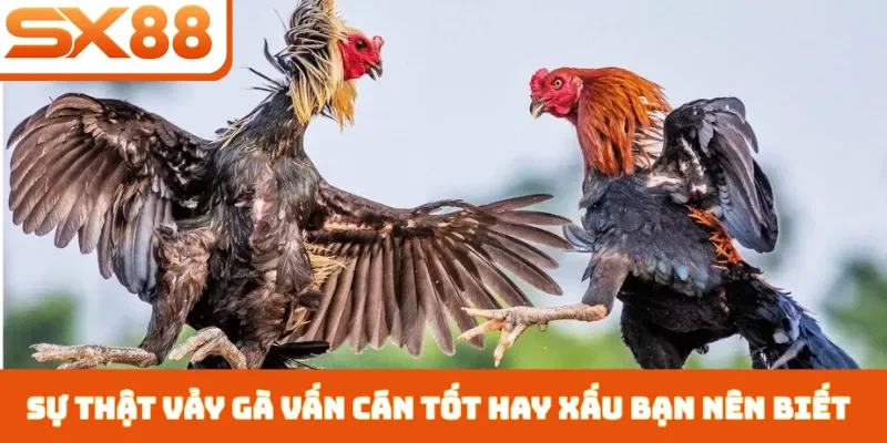 Vảy Gà Vấn Cán Tốt Hay Xấu