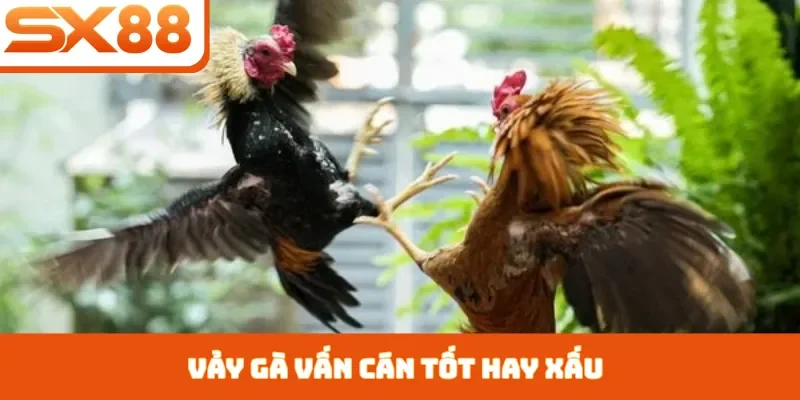Vảy Gà Vấn Cán Tốt Hay Xấu